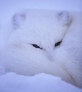 (HP同人)摆狐