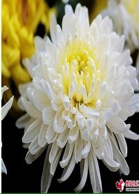 白色菊花