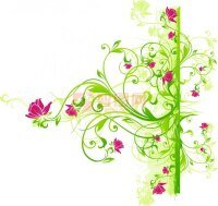 綠羽樊花