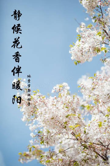 静候花香伴暖阳